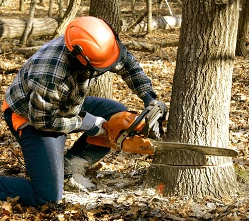 Tree Removal in Fishers Landing, NY
